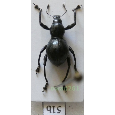 Metapocyrtus quadriplagiatus (Roelofs, 1874) female Philippines51b